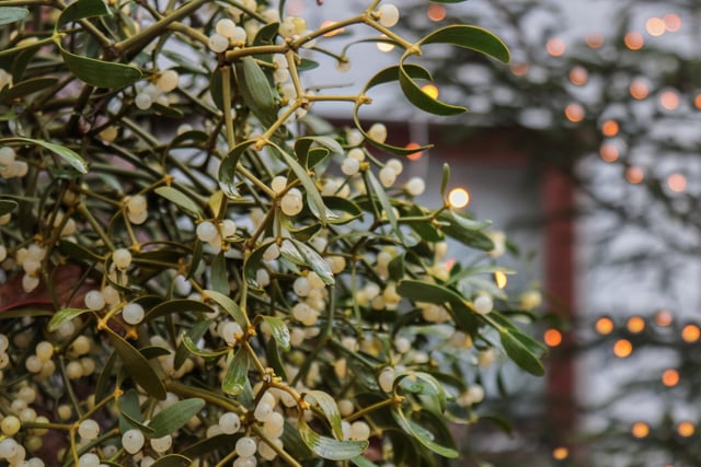 When Scotland was inhabited by ancient Celtic druids and pagans they celebrated Yule (or the Winter Solstice) by bringing greenery into their homes as it symbolised life amid the dark nights associated with death. Mistletoe was used as it was thought to have fertility properties and even to this day the plant compels people to kiss beneath it. Holly wreaths are another custom that ancient Celts hung outside their homes as the icy cold winds of Winter were thought to be dangerous spirits and the wreaths offered protections from these ‘wraiths’.