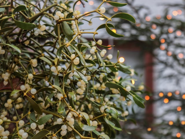 When Scotland was inhabited by ancient Celtic druids and pagans they celebrated Yule (or the Winter Solstice) by bringing greenery into their homes as it symbolised life amid the dark nights associated with death. Mistletoe was used as it was thought to have fertility properties and even to this day the plant compels people to kiss beneath it. Holly wreaths are another custom that ancient Celts hung outside their homes as the icy cold winds of Winter were thought to be dangerous spirits and the wreaths offered protections from these ‘wraiths’.