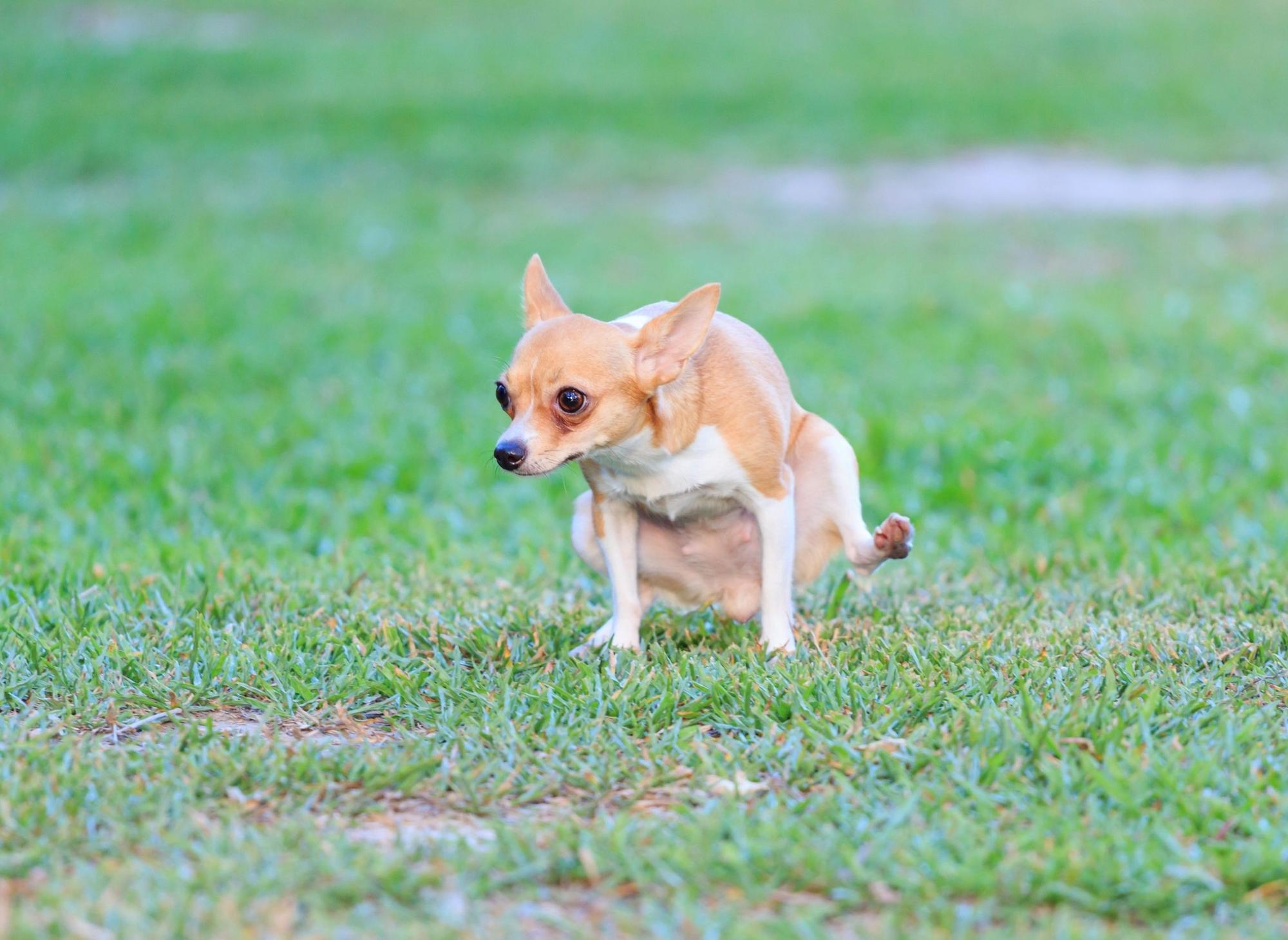 How To Stop Dogs From Peeing On Your Grass
