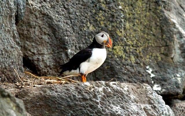 A precarious perch for a hardy wee Puffin