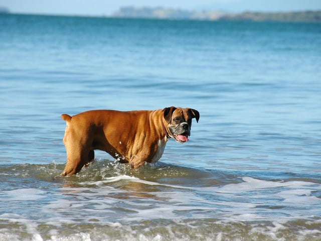 A holiday with your dog can be a thrilling experience, but it can cause a major headache for the whole family if your pet isn’t ready. If your dog isn’t comfortable with basic commands such as sit, or name recall, and gets anxious in busy areas you could end up regretting taking them on holiday. As an owner, you should be putting your pet first in all holiday decisions and sometimes giving your dog a holiday of their own with a qualified pet-care specialist may be a better and less stressful solution.