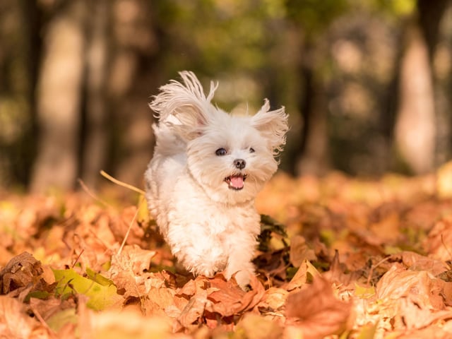 If your pet is exercising less, be sure to adjust their diet to match this. Your vet will be able to offer advice on how much your pet should be eating. Keep any seasonal treats away from pets, such as Halloween chocolate as this can cause tummy upsets. For pets with sensitive tummies during this time, Nutrabio is a naturally formulated probiotic paste for dogs and cats to help maintain normal digestive function.