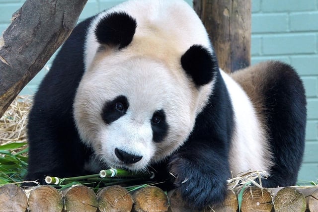 Yang Guang the Giant Panda at Edinburgh Zoo celebrates his 9th birthday and was treated to some 'Panda Delights'  Yang Guang's partner is the first half of the panda pair currently at Edinburgh Zoo and Tian Tian has her birthday on the 24th August.