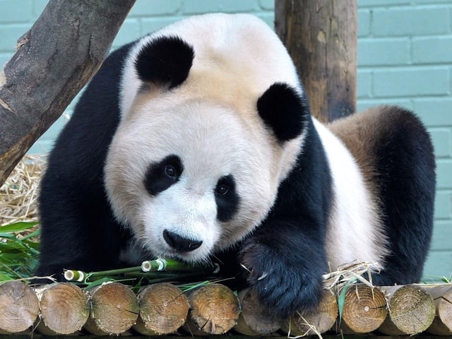 Yang Guang the Giant Panda at Edinburgh Zoo celebrates his 9th birthday and was treated to some 'Panda Delights' Yang Guang's partner is the first half of the panda pair currently at Edinburgh Zoo and Tian Tian has her birthday on the 24th August.