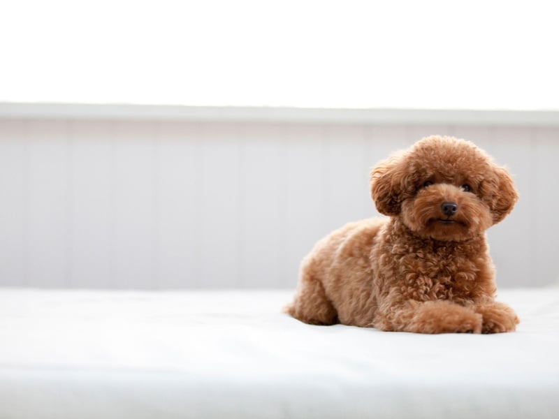 Poodles of all sizes - toy, miniature and standard - get very stressed when their owner leaves them alone. They'll certainly let you know if this is the case - barking and howling until you return.
