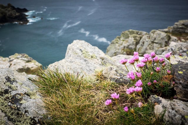 The one place flowers tend to have a problem surviving is on Scotland's wild coast - with winds and salty sea spray putting paid to all but the hardiest plants. It's not an issue for the tough and pretty thrift - also commonly known as sea pinks. The flowers are at their peak in June, carpeting cliff tops and other coastal locations with their pink pom-pom-shaped blooms - making already dramatic landscapes even more photogenic.