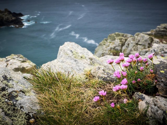 The one place flowers tend to have a problem surviving is on Scotland's wild coast - with winds and salty sea spray putting paid to all but the hardiest plants. It's not an issue for the tough and pretty thrift - also commonly known as sea pinks. The flowers are at their peak in June, carpeting cliff tops and other coastal locations with their pink pom-pom-shaped blooms - making already dramatic landscapes even more photogenic.