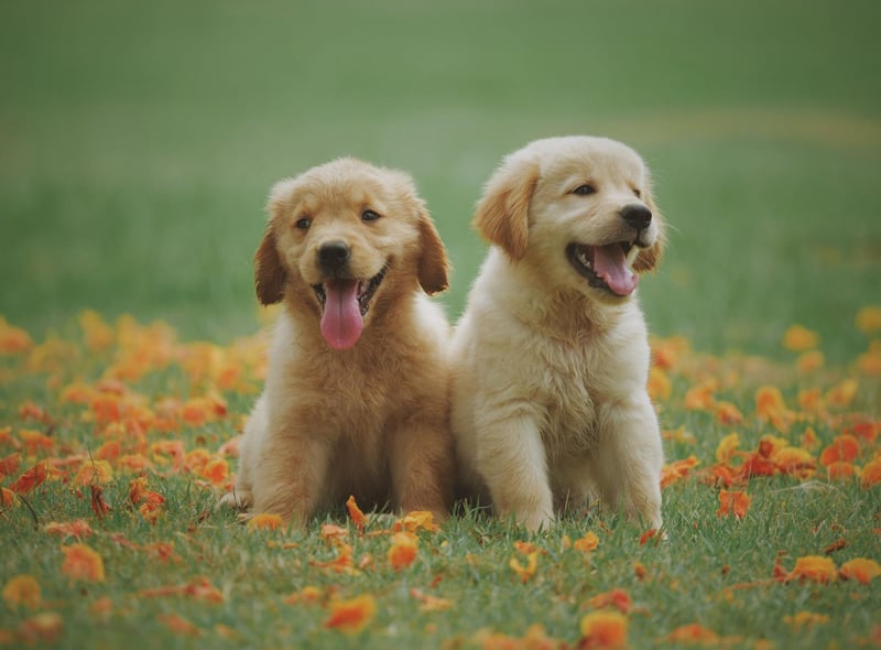 There are numerous reasons that the Labrador Retriever is the world's most popular dog - and one of them is that a Lab pup is unlikley to soil your carpet more than a handful of times before learning to ask to be let out into the garden.