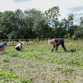 Digging weeds by hand on an organic farm in the sunshine. Picture: Getty Images
