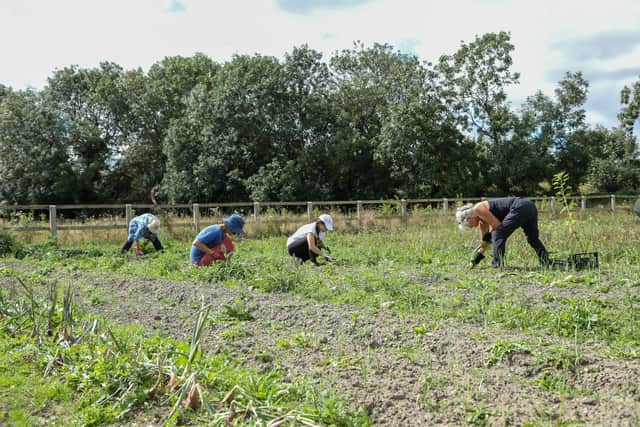 Digging weeds by hand on an organic farm in the sunshine. Picture: Getty Images