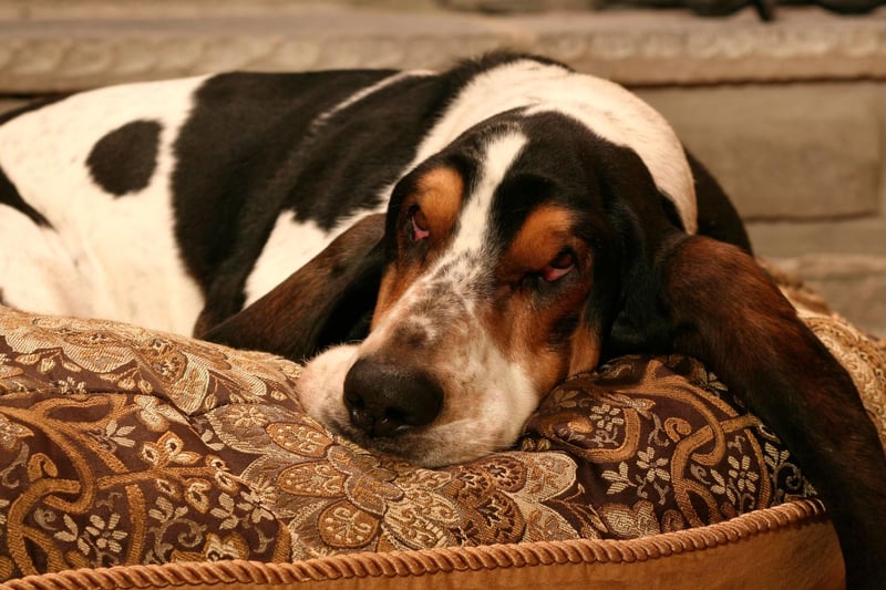 The adorable Basset Hound is pretty much designed to stay at home and laze in front of the fire while you read a good book. They are perfect companions that ask for very little.