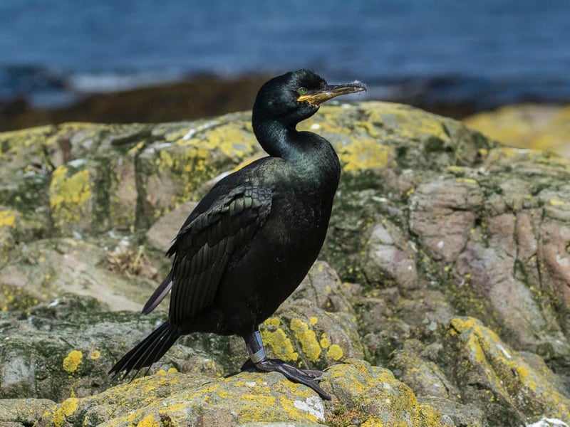 This is an uninhabited island located six miles off the Island of Mull in the Inner Hebrides of Scotland. Staffa Trips tells us that birds you can find here include “Shags and Cormorants, Guillemots, Razorbills, Black Guillemots, Shearwaters, Fulmars, Gannets, Ravens, Eiders, Turnstones, Arctic Terns and the Great Skua, or 'Bonxie'.”