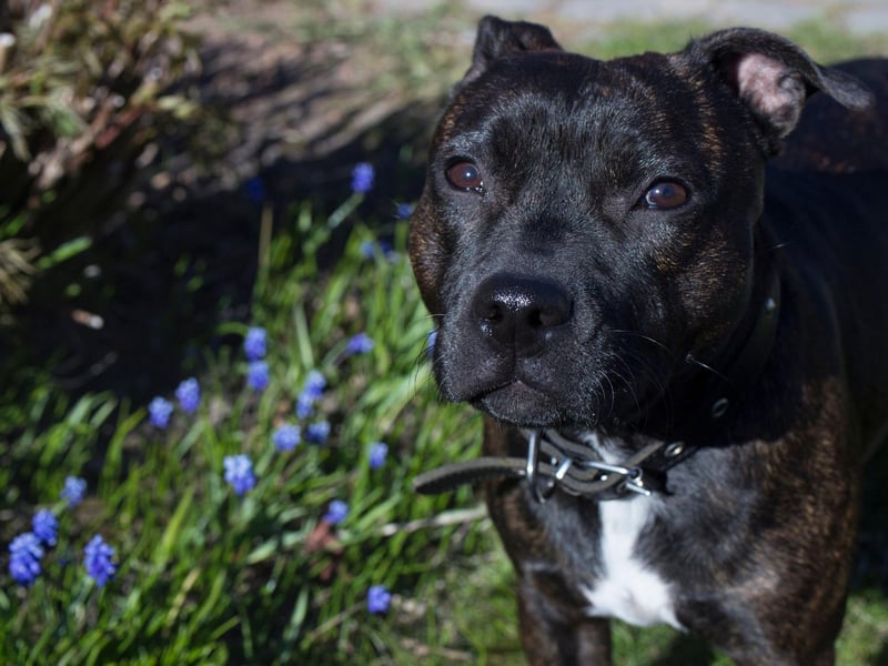 The eighth most popular Staffordshire Bull Terrier name is Ruby. It comes from the gemstone of the same name, which mean 'red' in Latin.