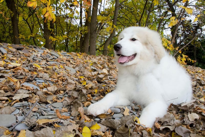 Owners of Great Pyrenees don't have to worry so much about their dog's hair on light carpets, but be prepared to constantly remove their snow-white fur from any dark clothing you dare to wear.