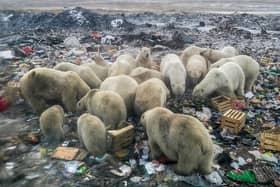 Polar bears, whose ability to hunt for food has been hit by a reduction in sea ice, feed at a rubbish dump near the village of Belushya Guba, on the Novaya Zemlya archipelago (Picture: Alexander Grir/AFP via Getty Images)