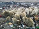 Polar bears, whose ability to hunt for food has been hit by a reduction in sea ice, feed at a rubbish dump near the village of Belushya Guba, on the Novaya Zemlya archipelago (Picture: Alexander Grir/AFP via Getty Images)