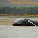 Earlier this month, a young female humpback was found washed up on the banks of Loch Fleet, near Golspie, in the Scottish Highlands (pic: Stefanie/Highland Croft)