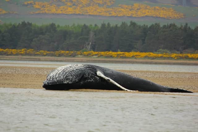 Earlier this month, a young female humpback was found washed up on the banks of Loch Fleet, near Golspie, in the Scottish Highlands (pic: Stefanie/Highland Croft)