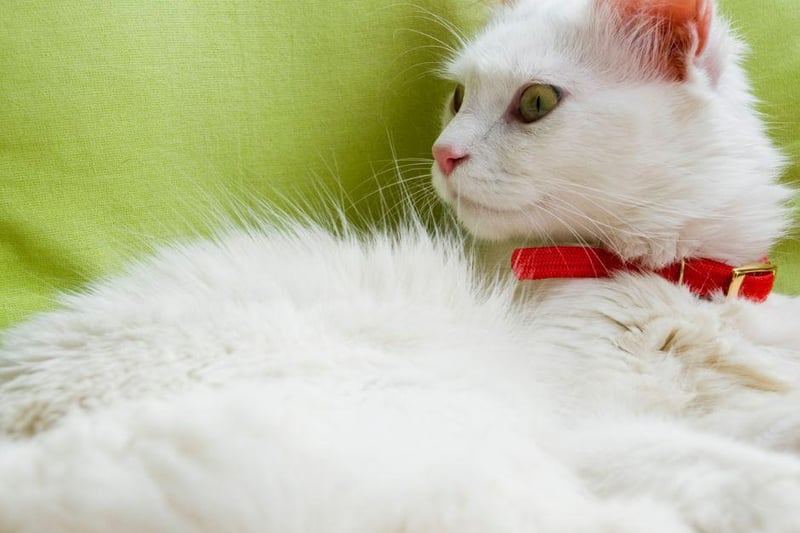 The Turkish Van has a beautiful bushy tail and a sweet, loving nature. They love to curl up on your lap and have a wee cuddle.