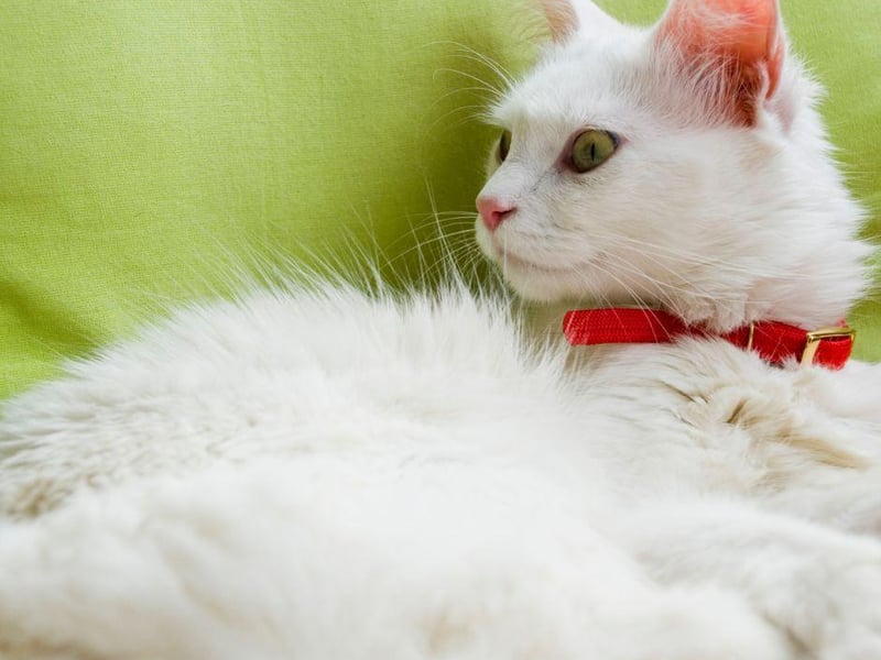 The Turkish Van has a beautiful bushy tail and a sweet, loving nature. They love to curl up on your lap and have a wee cuddle.