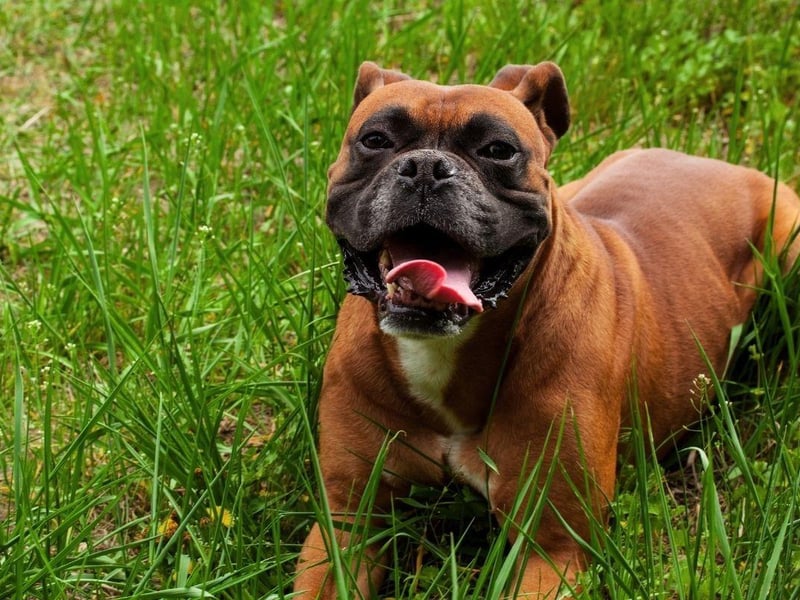 Developed in Germany as a hunting dog, Boxers will take the job of protecting their family very seriously, but are also very affectionate