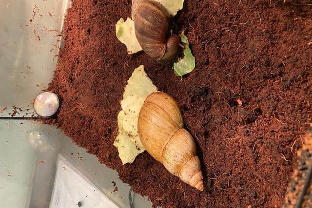 The Scottish SPCA are appealing for information after a tank of Giant African snails was found in East Kilbride.