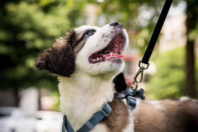 Stay aware of your surroundings - keep your eyes on your dog and avoid distractions like mobile phones. Try to always have a charged phone and not wear earbuds when walking your dog.