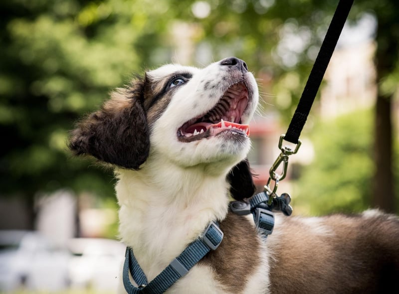 Stay aware of your surroundings - keep your eyes on your dog and avoid distractions like mobile phones. Try to always have a charged phone and not wear earbuds when walking your dog.