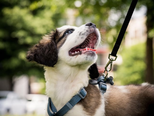 Stay aware of your surroundings - keep your eyes on your dog and avoid distractions like mobile phones. Try to always have a charged phone and not wear earbuds when walking your dog.