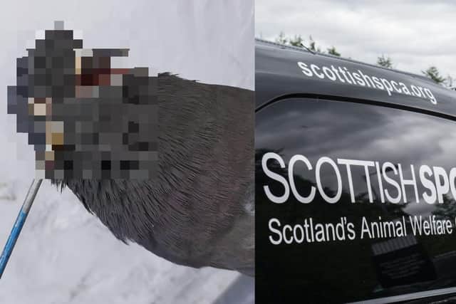The pigeon was found in Glasgow