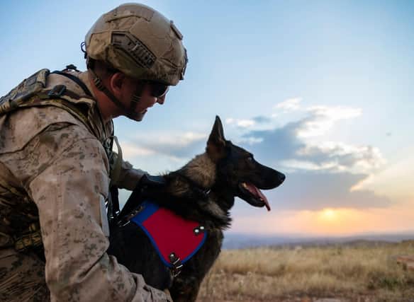 Some breeds of dogs are particularly well suited to serving their country.