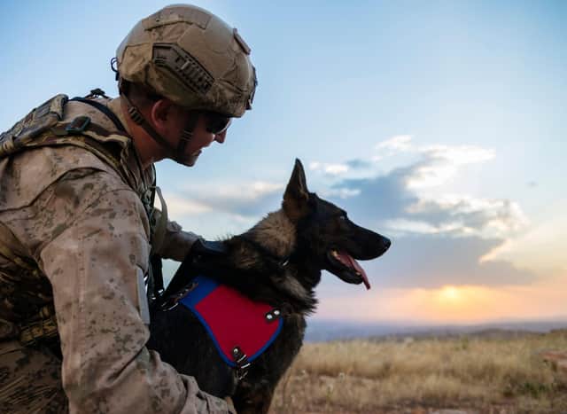 Some breeds of dogs are particularly well suited to serving their country.