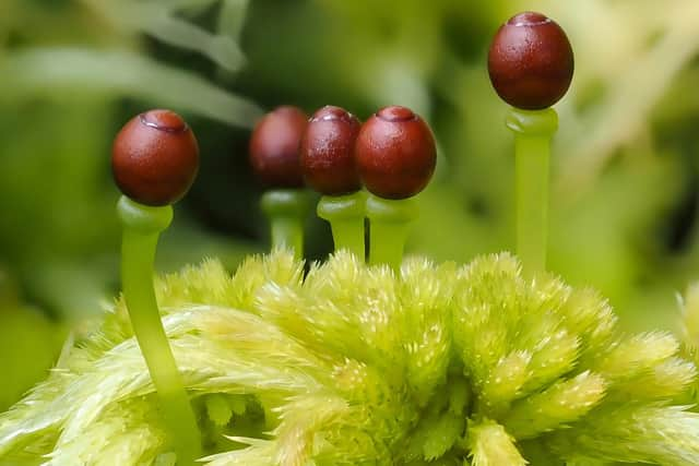 Sphagnum moss is almost entirely responsible for creating and maintaining peat bogs, keeping the soil in which it grows permanently wet and largely preventing decomposition