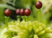 Sphagnum moss is almost entirely responsible for creating and maintaining peat bogs, keeping the soil in which it grows permanently wet and largely preventing decomposition