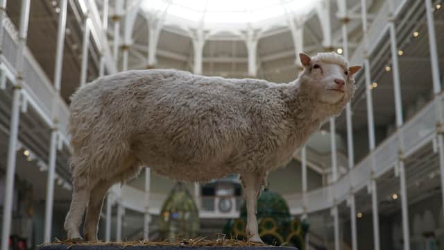 Dolly the sheep's creators were asked to clone lost loved ones | The  Scotsman