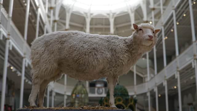 Dolly the sheep's creators were asked to clone lost loved ones | The Scotsman Dolly the sheep's creators were asked to clone lost loved ones | The Scotsman