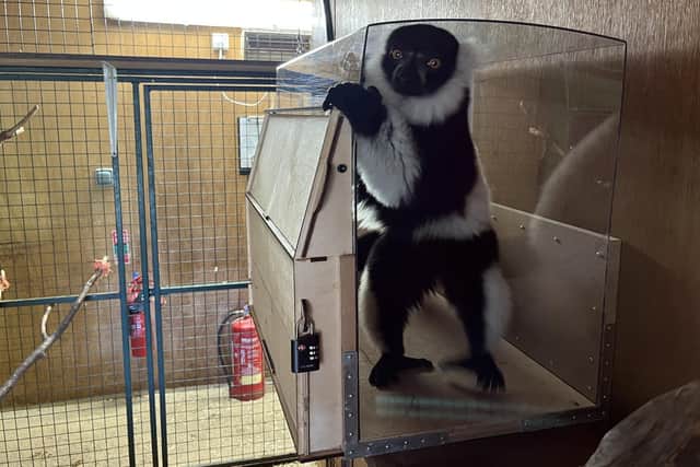 A black-and-white lemur chills with some sound therapy in the LemurLounge during the study at Blair Drummond Safari Park. University of Glasgow