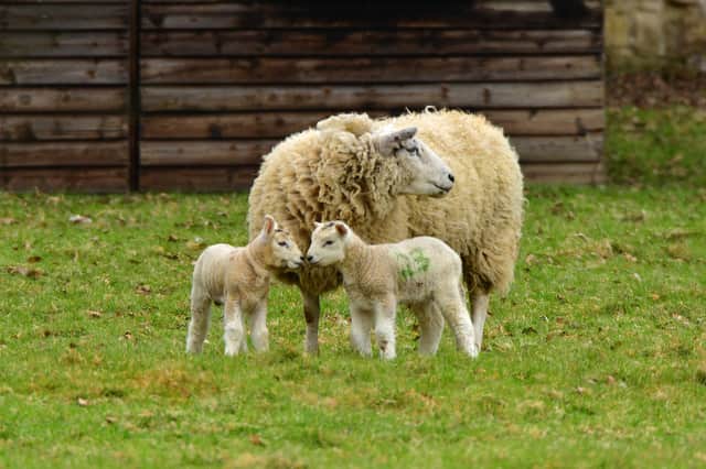 Nick Rhodes captured this endearing family shot of two baby lambs with their mum at Hardwick Park. You can send your eye-catching photos of places in the area to us here. Email photos for consideration to comment@derbyshiretimes.co.uk