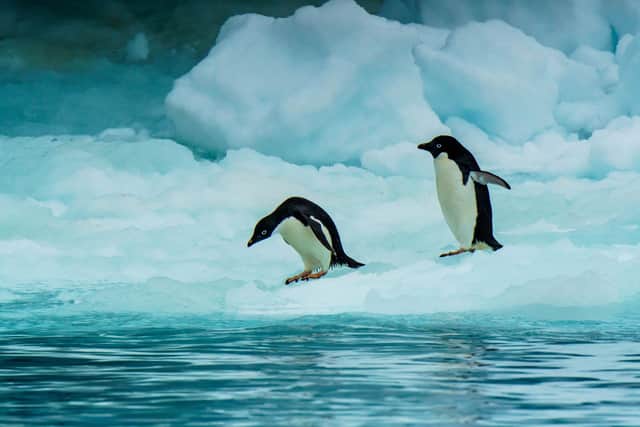 Adelie penguins in Antarctica.