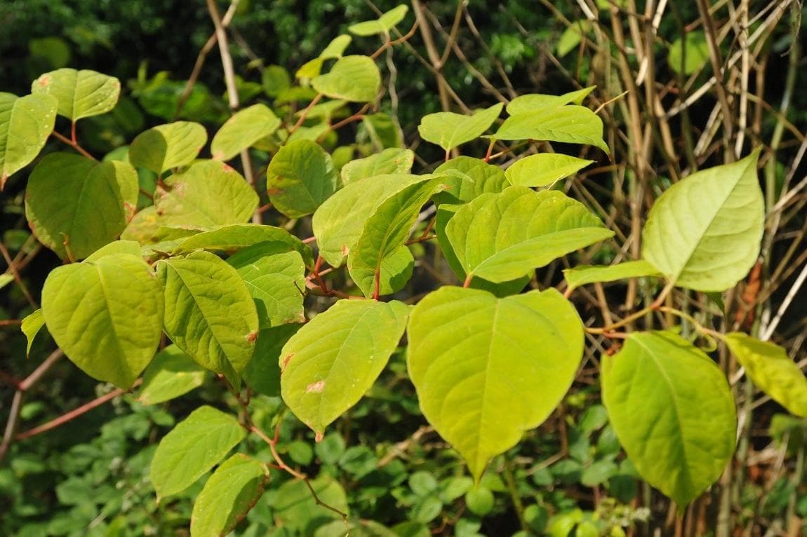 Japanese Knotweed research: New ways to treat invasive weed
