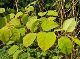 Japanese Knotweed. (Pic credit: Andrew Smith)