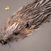 The UK government has launched a public consultation into proposals to return once-native beavers to the wild in England - Scotland granted the species protected status in 2019, following a successful reintroduction trial in Argyll. Picture: Lorne Gill