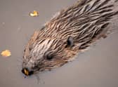 The UK government has launched a public consultation into proposals to return once-native beavers to the wild in England - Scotland granted the species protected status in 2019, following a successful reintroduction trial in Argyll. Picture: Lorne Gill