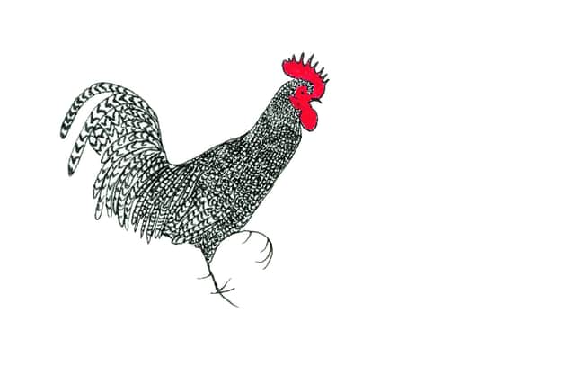 One of Arthur's illustrations of a Scots Grey cockerel