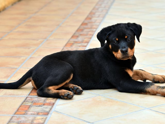 Other films and television programmes have sought to picture Rottweilers in a fairer and most lovable form - including buddy cop comedy Lethal Weapon 3 hit US show Entourage.