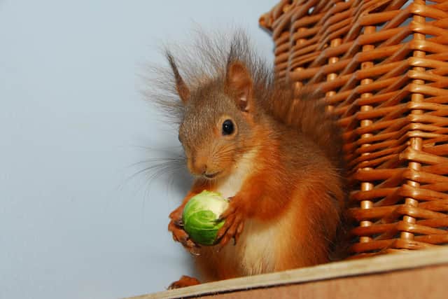 A red squirrel - the subject of the book A Scurry of Squirrels - Nurturing the Wild. Picture: Polly Pullar