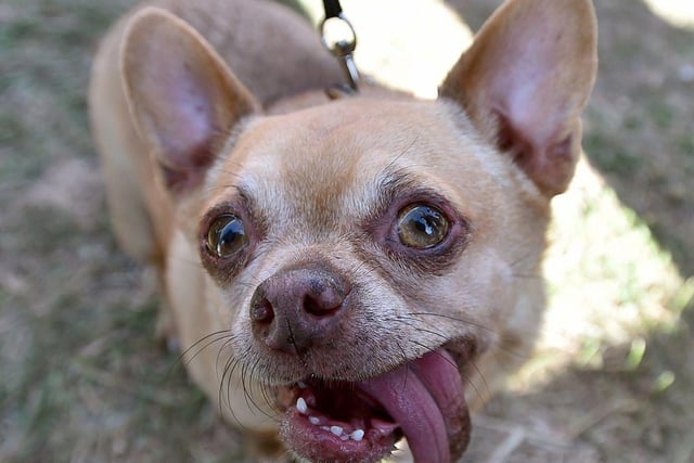 Andre the Chihuahua participates in the World's Ugliest Dog Competition in 2015.