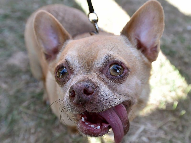 Andre the Chihuahua participates in the World's Ugliest Dog Competition in 2015.