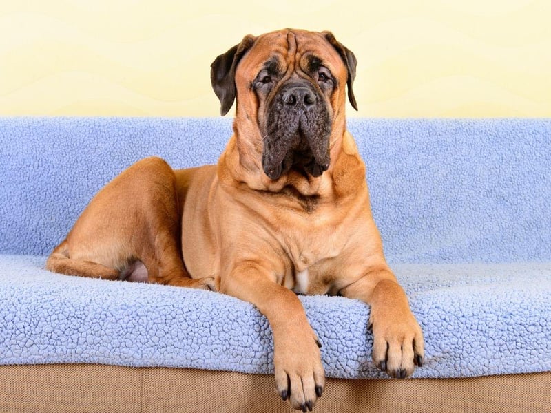 The Bullmastiff is a breed that has a fearsome reputation as a guard dog - thanks to its history of guarding estates for 19th-century gamekeepers. Off-duty they are affectionate and easy-going, although sometimes less tolerant of other dogs