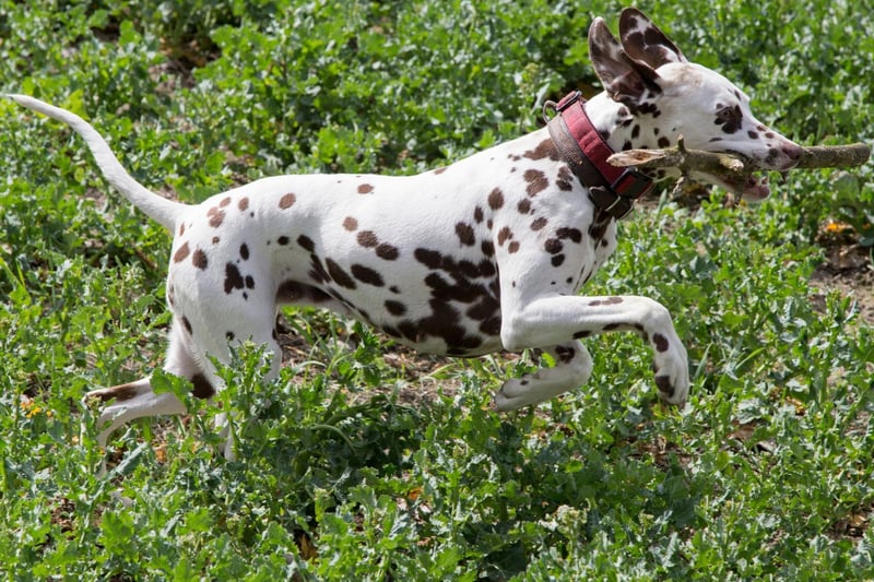 A breed of dog that will never tire of running after a tennis ball, the Dalmatian used to trot alongside carriages to protect passengers from bandits. Nowadays they are more likely to be seen happily accompanying a runner.